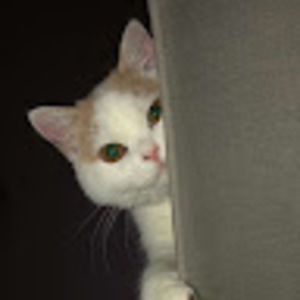 Meet your Posher, Emma